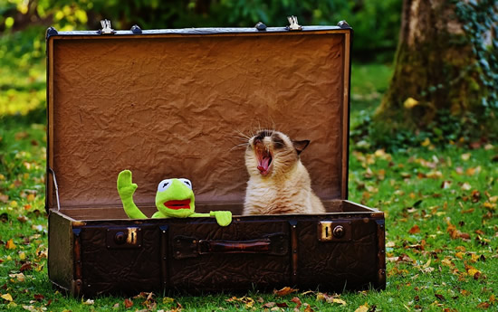 Kermit the frog trying to pack and the cat is not letting him do it.