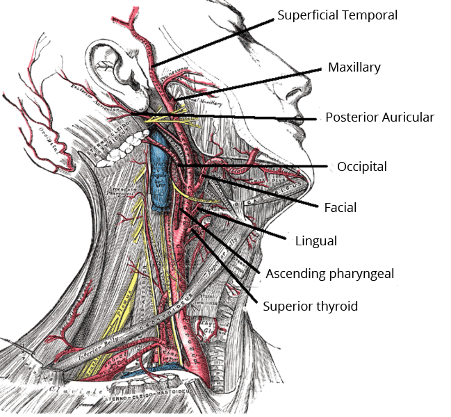 Anatomy of the external carotid artery