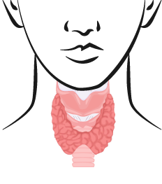 Ilustración que muestra una tiroides.