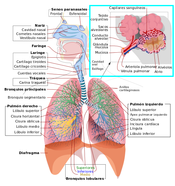 El sistema respiratorio y sus funciones