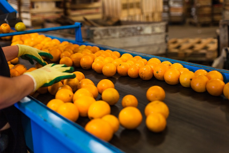 Persona revisando la producción de naranjas dentro de una empresa