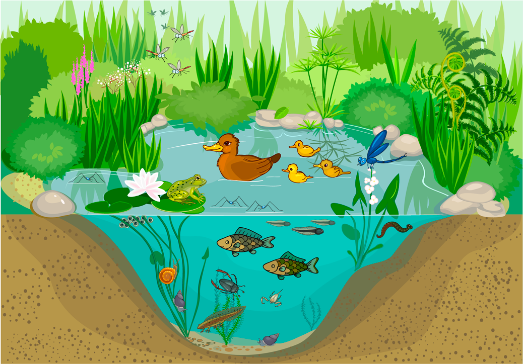 Patos, ranas, insectos y peces en un estanque 