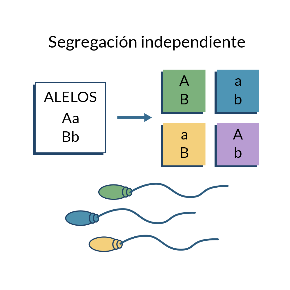 Segregación de alelos en espermatozoides