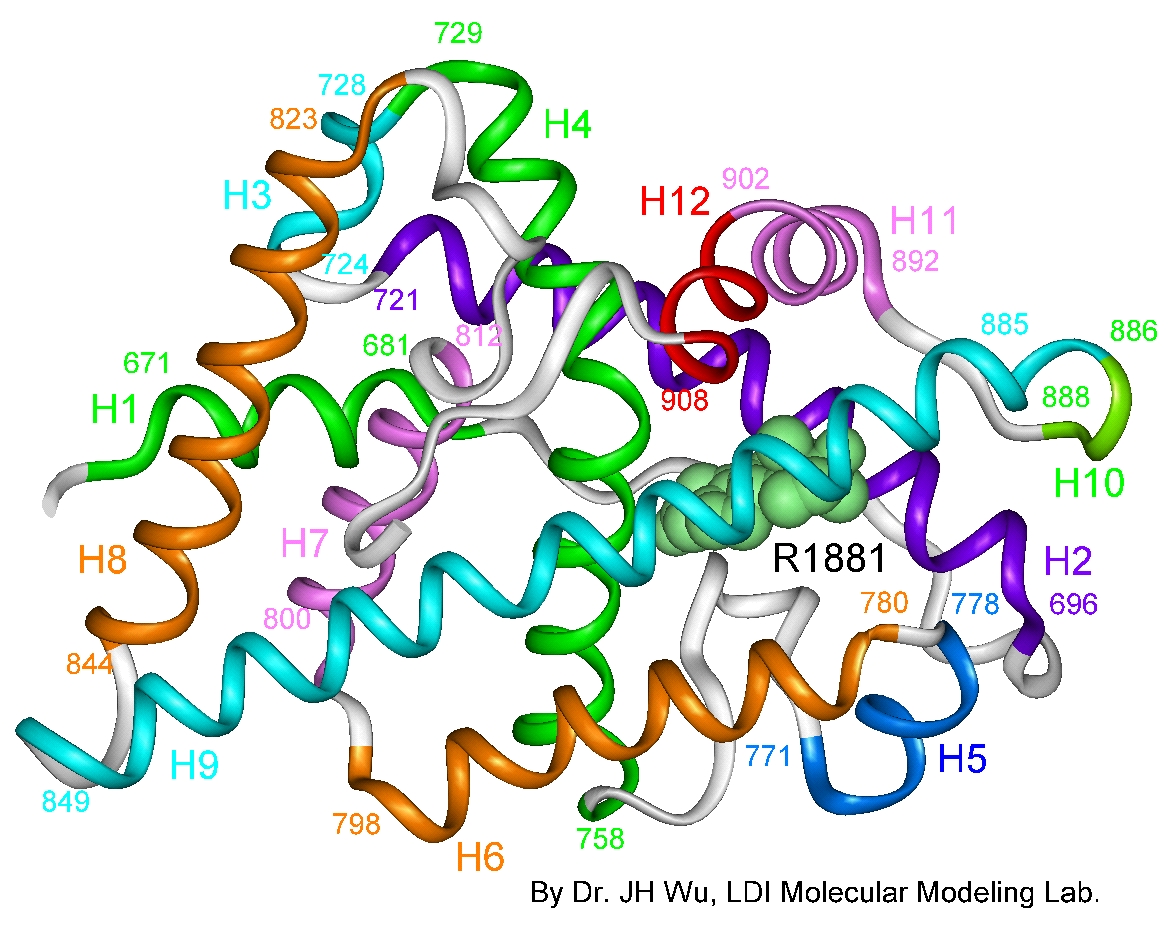 Modelo de Proteína receptora de andrógenos
