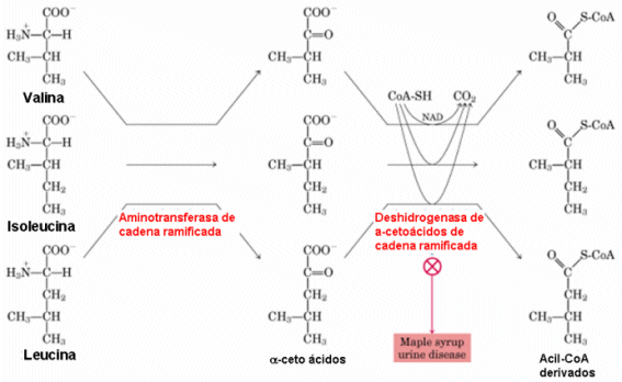 Diagrama del metabolismo de aminoácidos ramificados