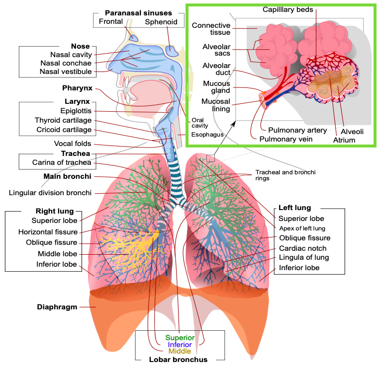 Respiratory System and functions