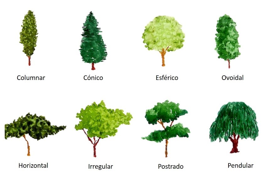 Ilustración que muestra diferentes tipos de copas en los árboles