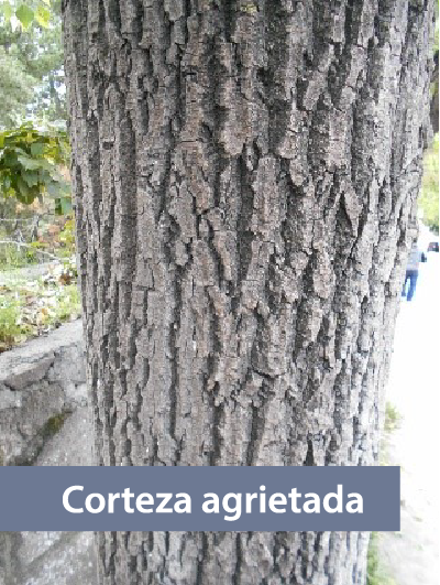 Fotografía de un tronco de árbol agrietado