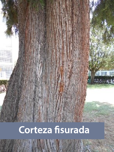 Fotografía de un tronco de árbol fisurado