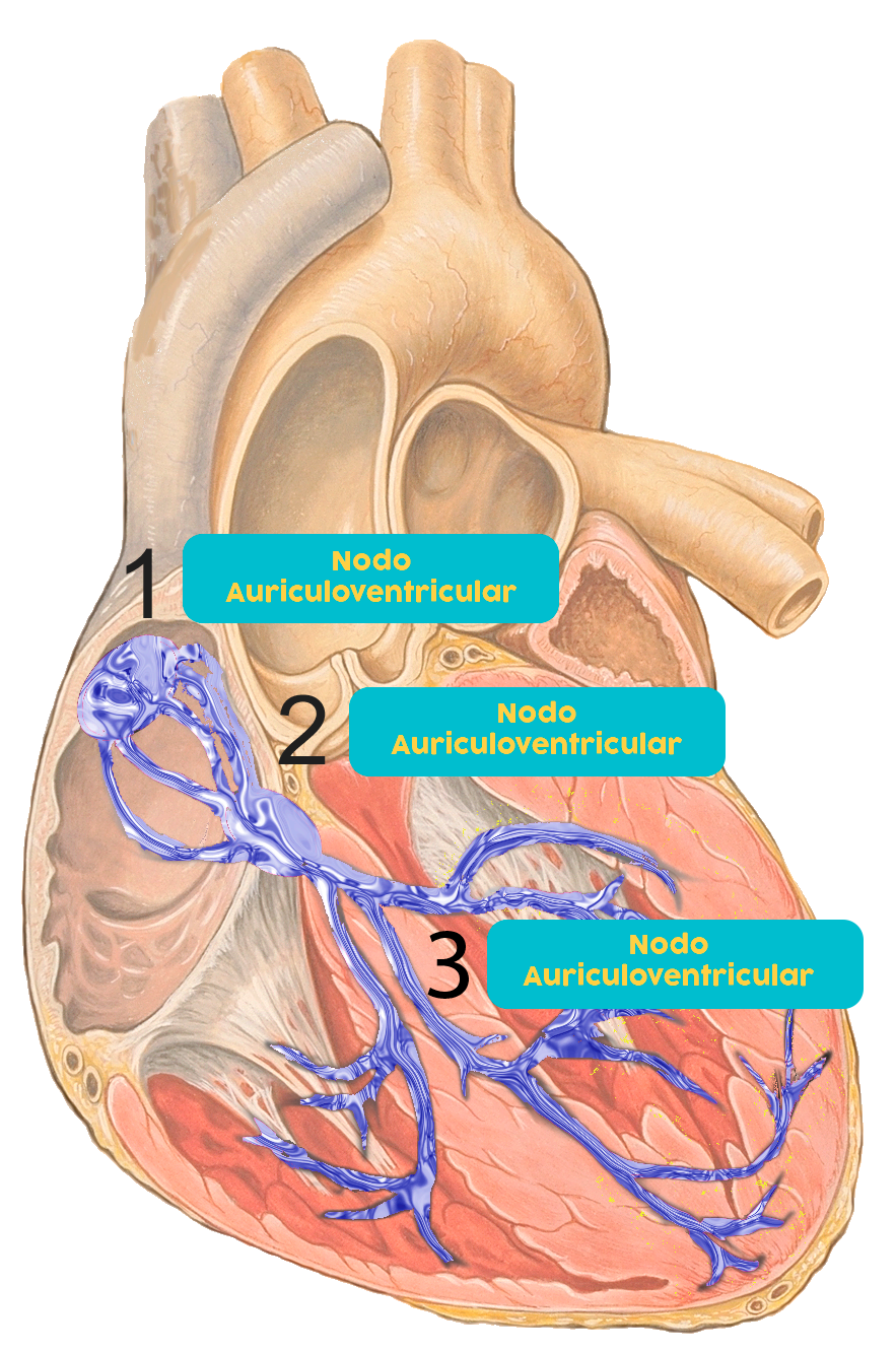 Sistema de conducción eléctrico en el corazón