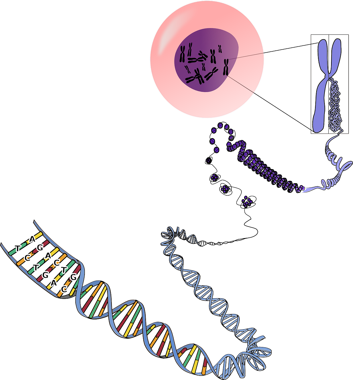 Del ADN a la proteína: controlando el destino de las células