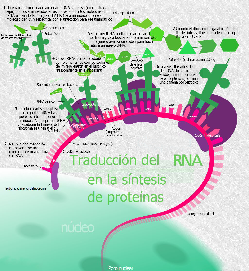 Proceso de traducción del RNA