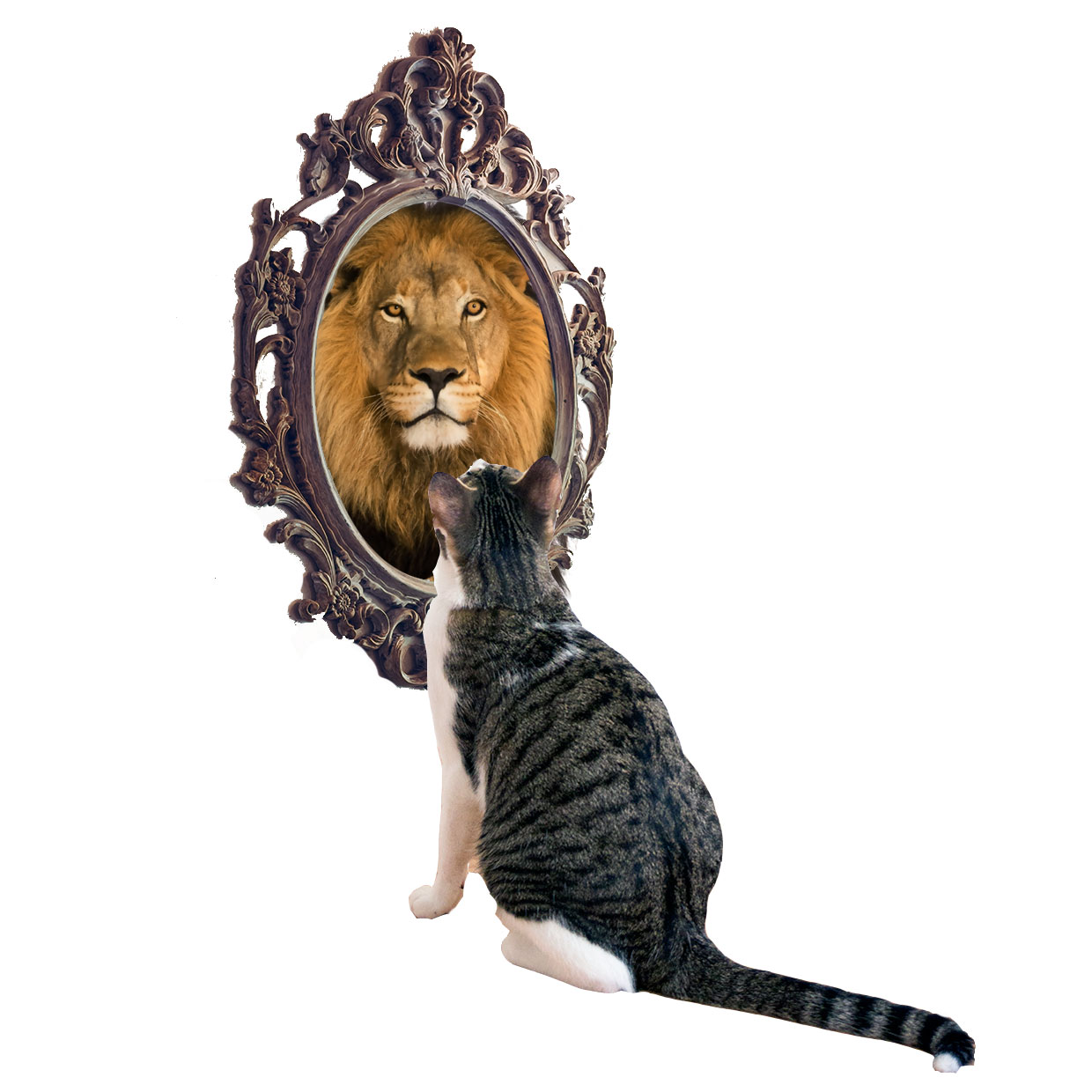 Gato frente a un espejo