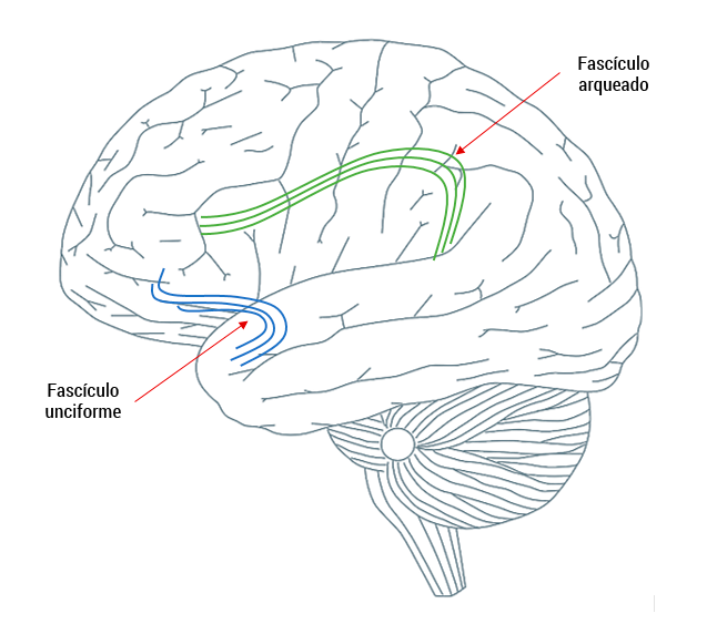 Fascículo unciforme debajo del fascículo arqueado en el cerebro humano.