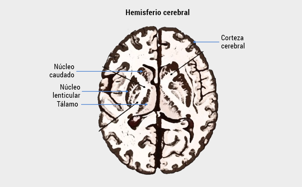 Corteza cerebral, núcleo caudado, núcleo lenticular y tálamo.