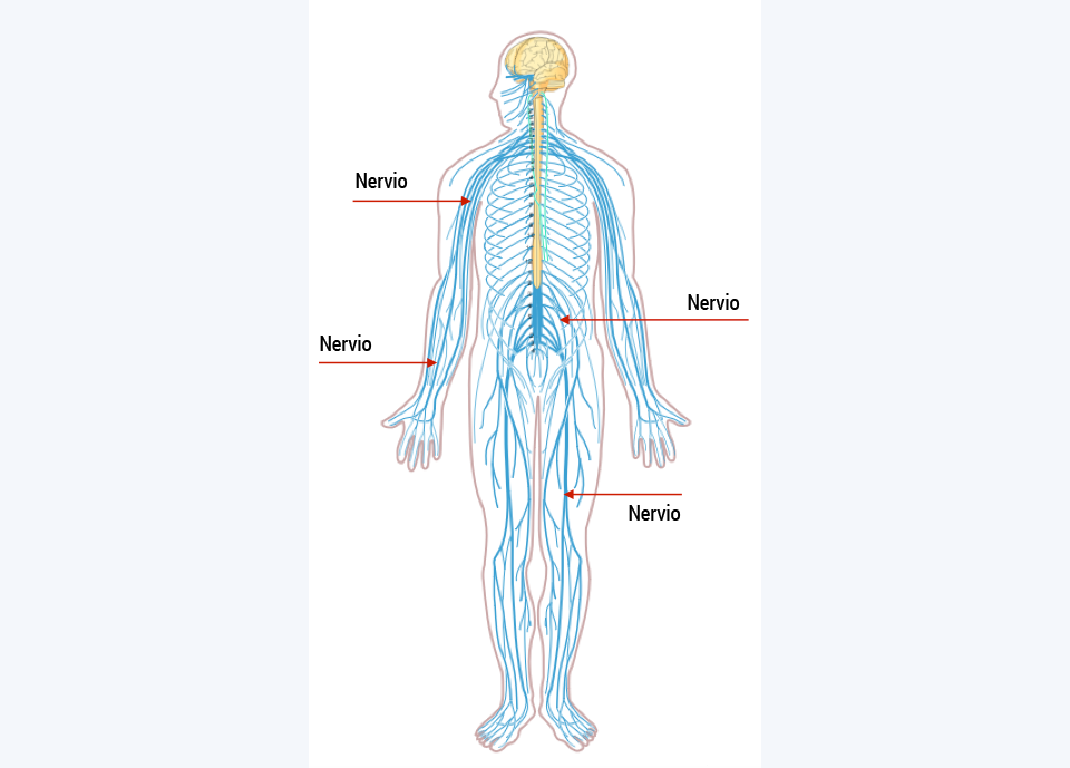 Nervios en hombro, antebrazo, pierna y región lumbar del cuerpo humano.