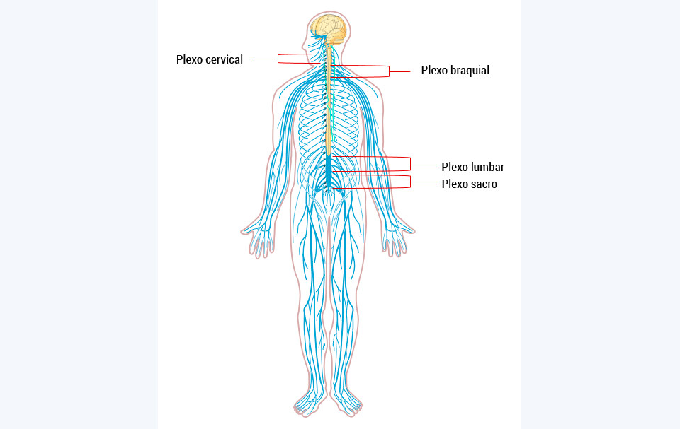 Plexo cervical en cuello, plexo braquial en la base del cuello, plexo lumbar y plexo sacro en miembro inferior.