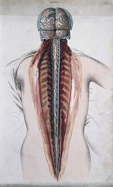 Cuerpo humano con disección en la región de la espalda, la cual permite observar el cerebro y la médula espinal.