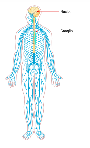 Núcleo ubicado en encéfalo y ganglio ubicado en médula espinal.