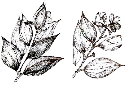 Ilustración de dos flores cortadas longitudinalmente