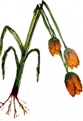 Ilustración de una planta doblada en “V” 