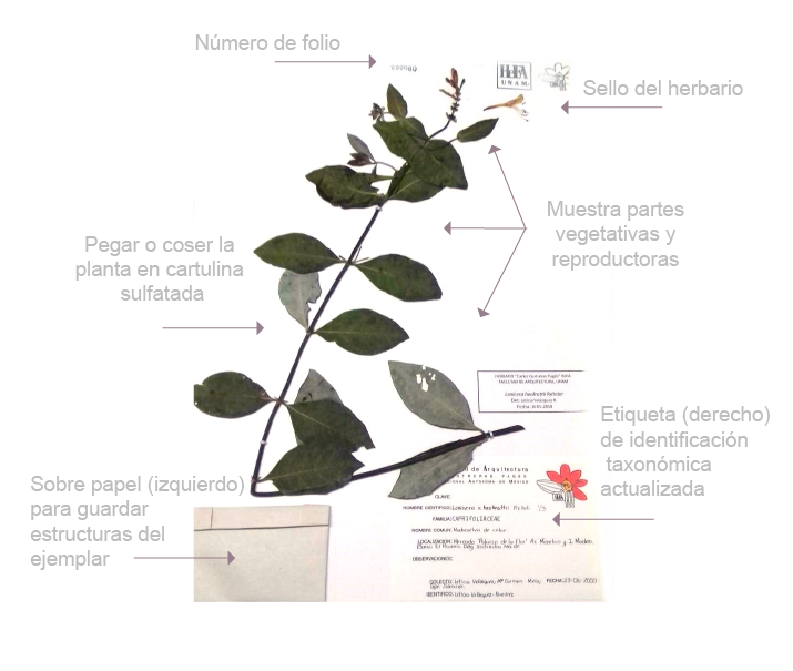 Ilustración de un ejemplo de planta con las partes indispensables para integrarse a una colección
