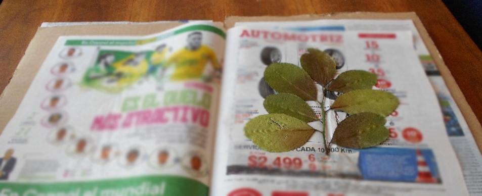 Fotografía de una planta sobre un periódico.