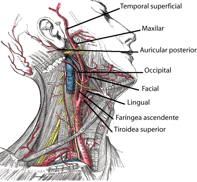 Anatomía de la arteria carótida externa
