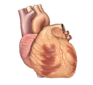 Representación básica de la conducción eléctrica del corazón