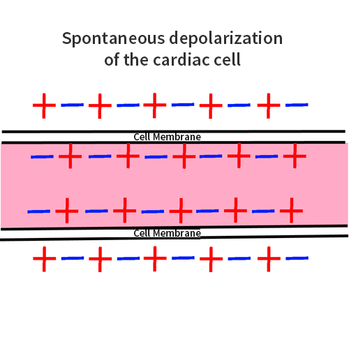 Depolarization and repolarization of the myocyte
