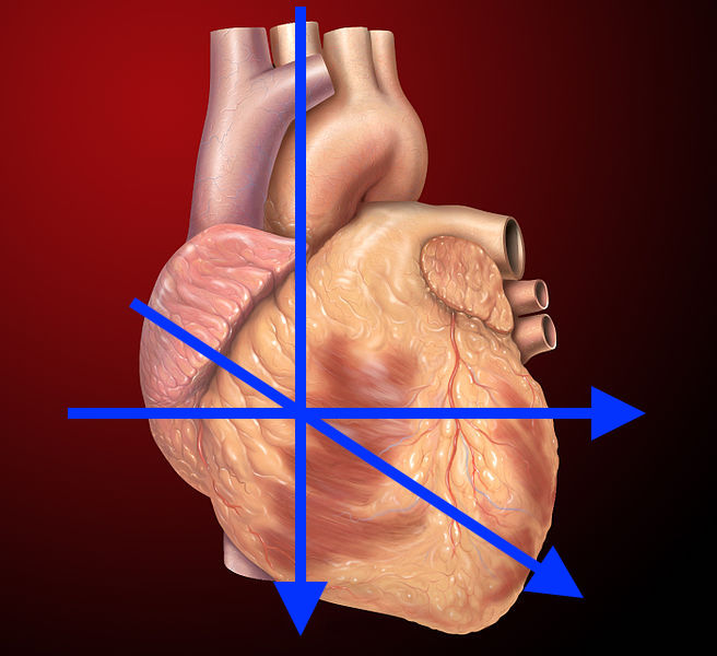 Vascular flow through the cardiac chambers