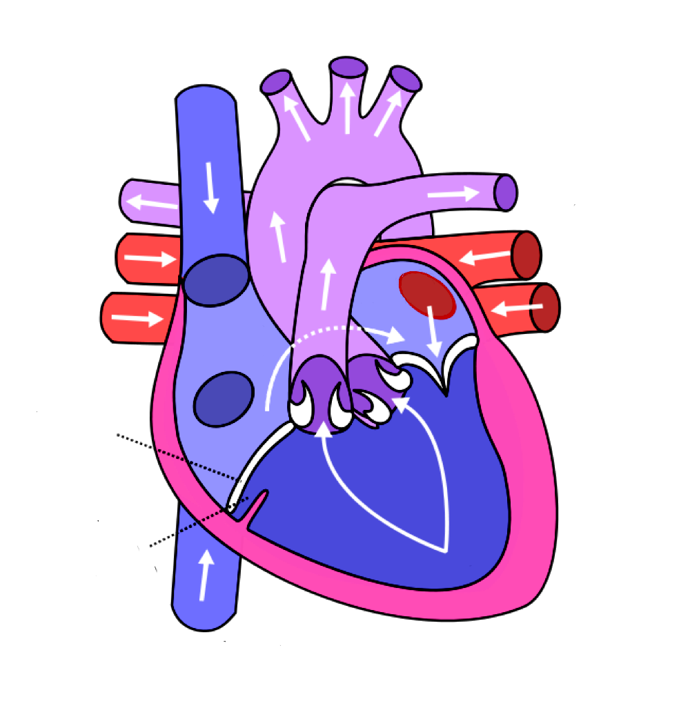 External anatomy of human heart