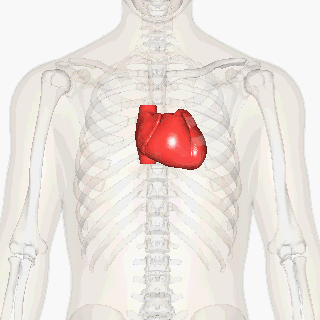 Location of the heart in a front view of a human figure