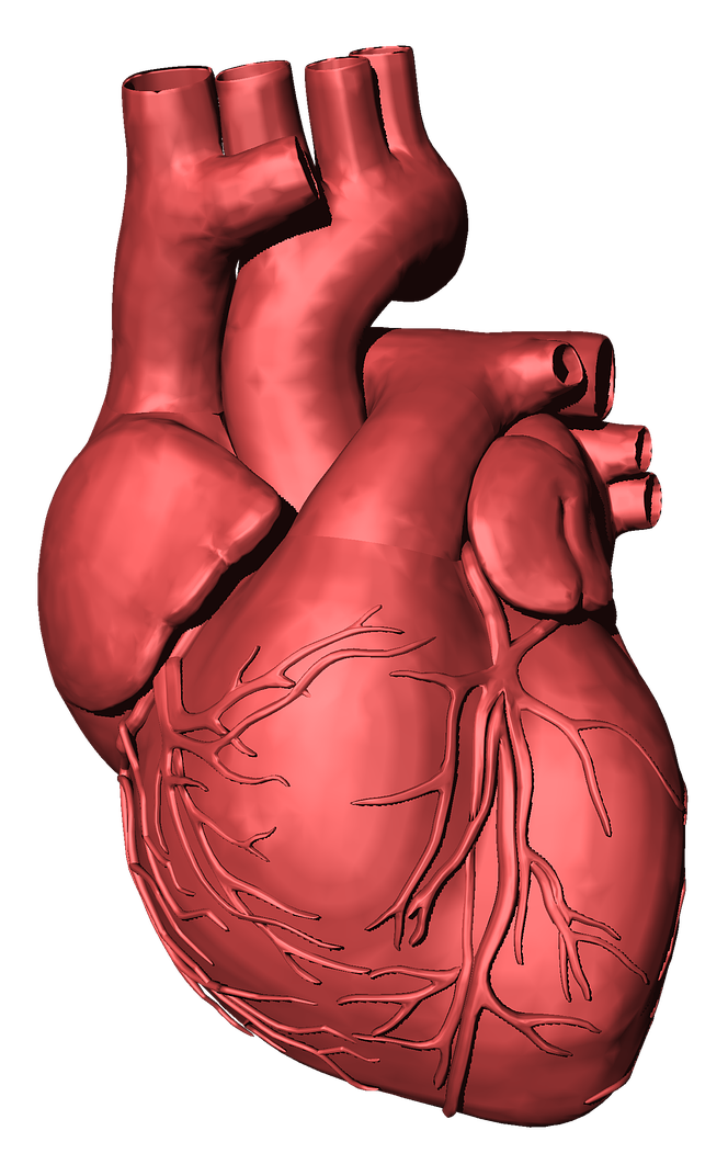 Graphic of the human heart