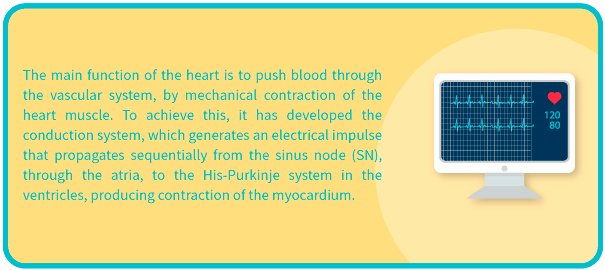 Explanation of the conduction system of the heart
