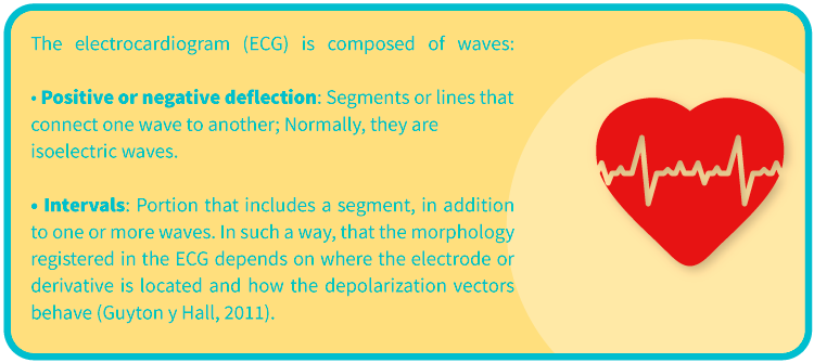 Description of the electrocardiogram waves